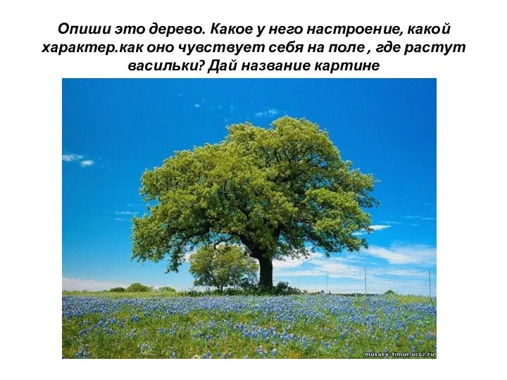 Опиши это дерево. Какое у него настроение, какой характер.как оно чувствует