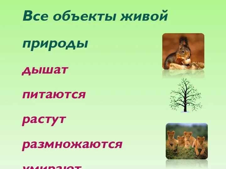 Все объекты живой природы дышат питаются растут размножаются умирают