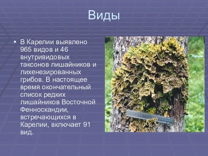 В Карелии выявлено 965 видов и 46 внутривидовых таксонов лишайников и