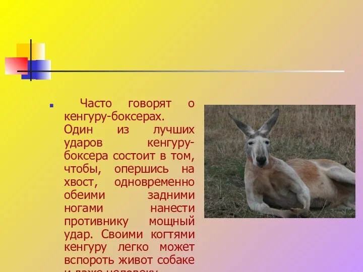 Часто говорят о кенгуру-боксерах. Один из лучших ударов кенгуру-боксера состоит в