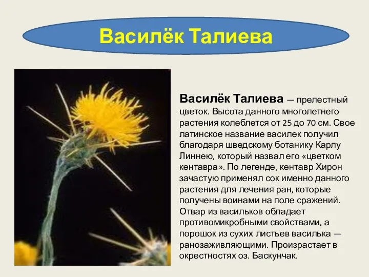 Василёк Талиева Василёк Талиева — прелестный цветок. Высота данного многолетнего растения