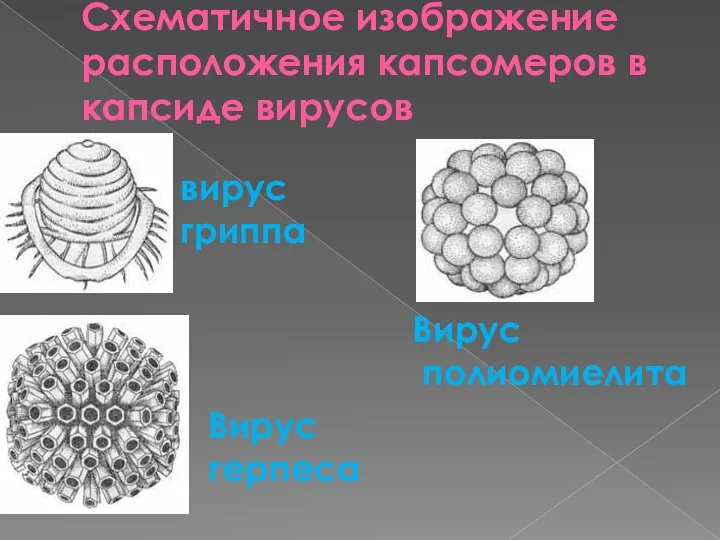 Схематичное изображение расположения капсомеров в капсиде вирусов вирус гриппа Вирус герпеса Вирус полиомиелита