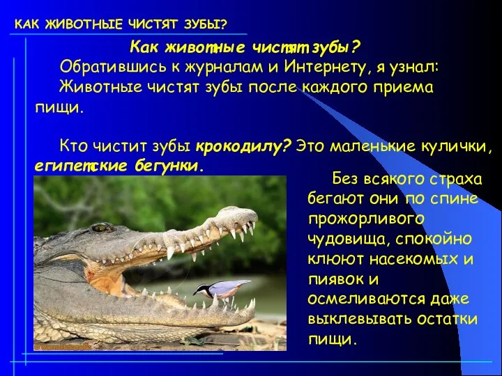 КАК ЖИВОТНЫЕ ЧИСТЯТ ЗУБЫ? Без всякого страха бегают они по спине