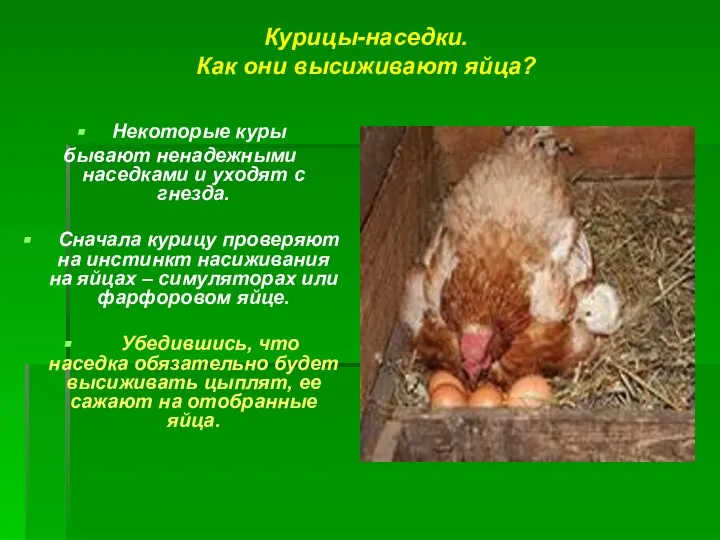 Курицы-наседки. Как они высиживают яйца? Некоторые куры бывают ненадежными наседками и
