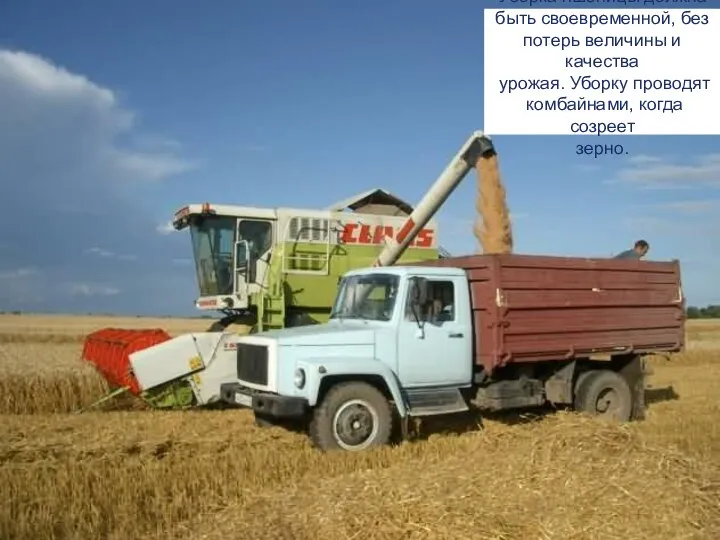Уборка пшеницы должна быть своевременной, без потерь величины и качества урожая.