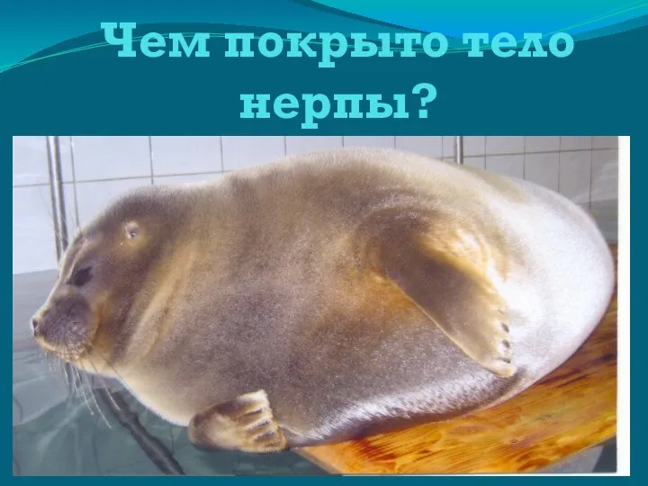 Чем покрыто тело нерпы?