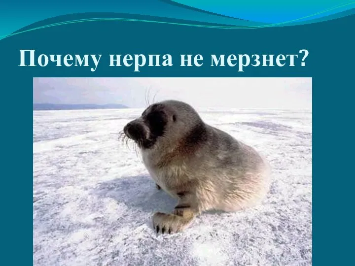 Почему нерпа не мерзнет?