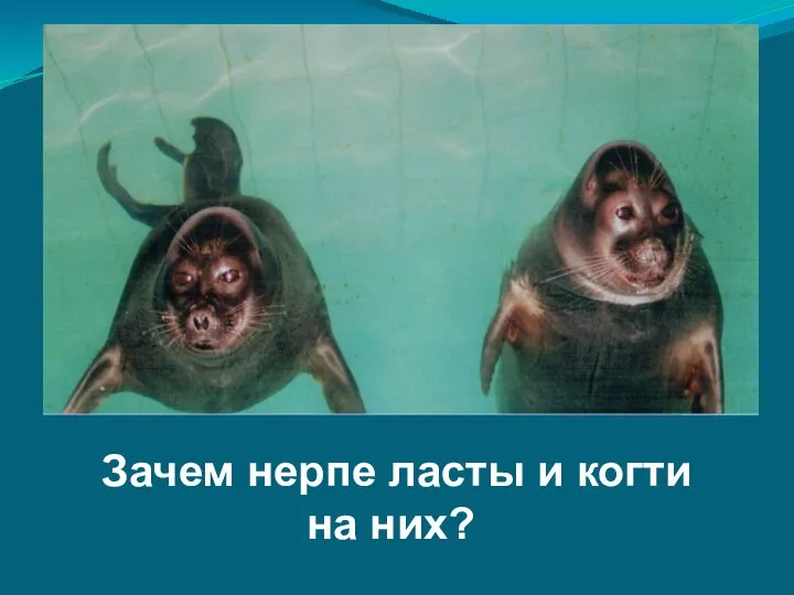 Зачем нерпе ласты и когти на них?