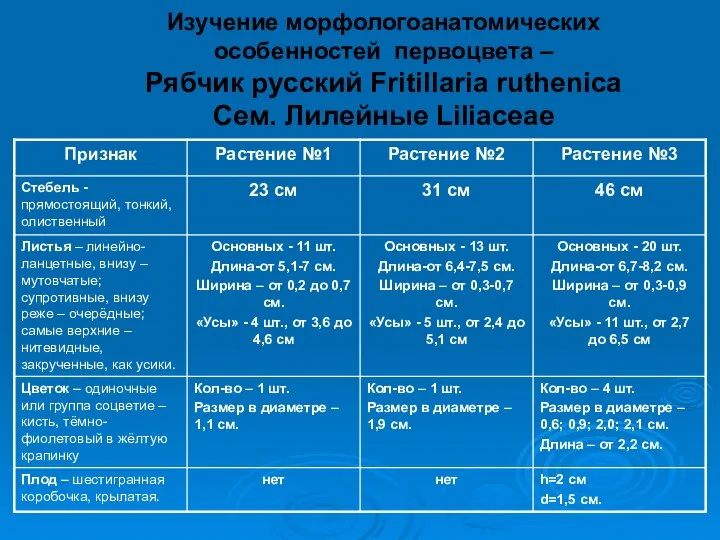 Изучение морфологоанатомических особенностей первоцвета – Рябчик русский Fritillaria ruthenica Сем. Лилейные Liliaceae