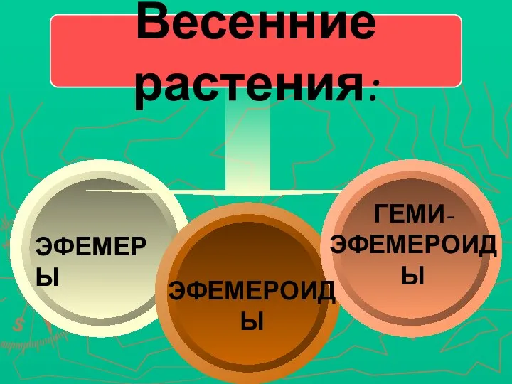 Весенние растения: ЭФЕМЕРОИДЫ ГЕМИ- ЭФЕМЕРОИДЫ ЭФЕМЕРЫ