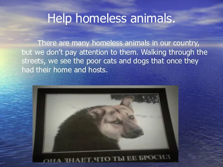 Help homeless animals. There are many homeless animals in our country,