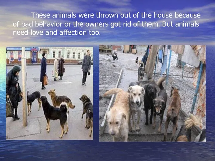 These animals were thrown out of the house because of bad