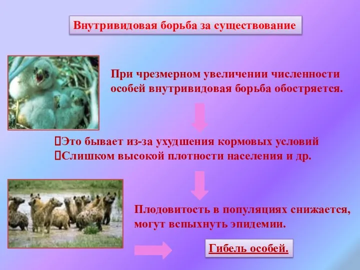 При чрезмерном увеличении численности особей внутривидовая борьба обостряется. Это бывает из-за