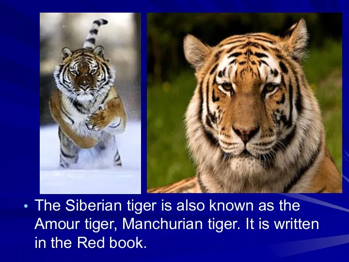 The Siberian tiger is also known as the Amour tiger, Manchurian