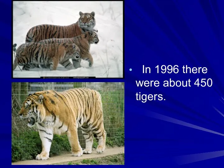 In 1996 there were about 450 tigers.