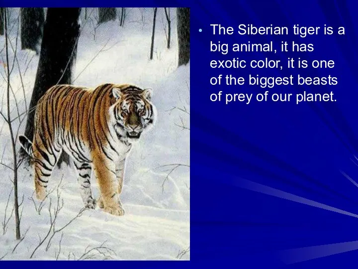 The Siberian tiger is a big animal, it has exotic color,