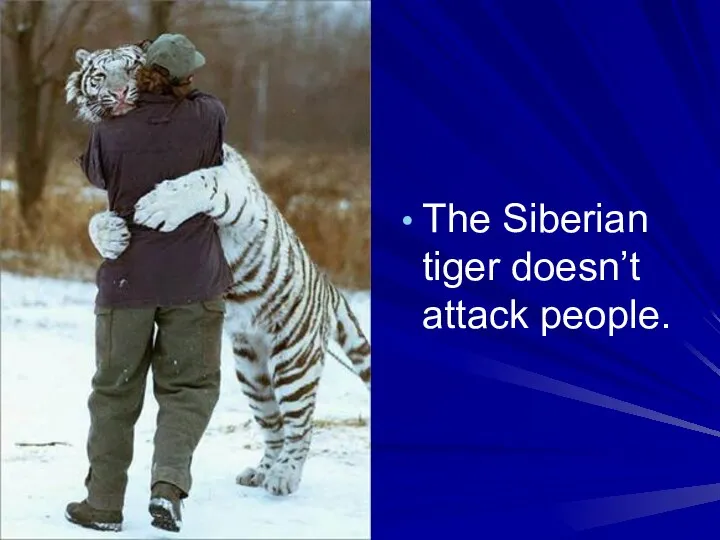 The Siberian tiger doesn’t attack people.