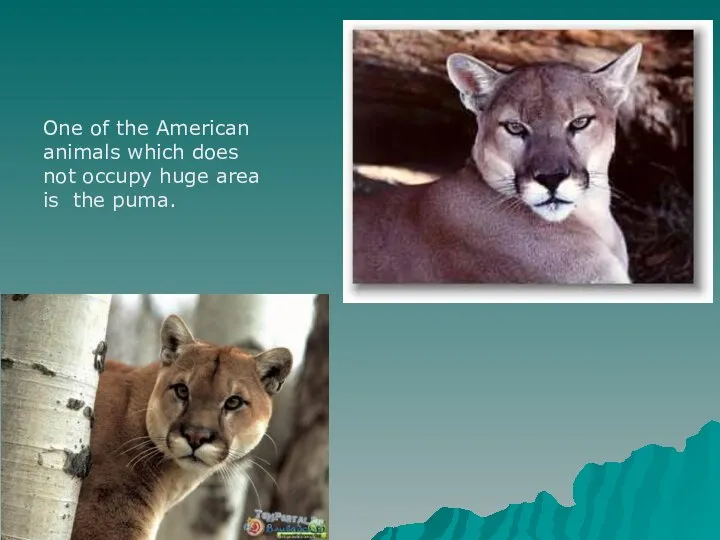 One of the American animals which does not occupy huge area is the puma.