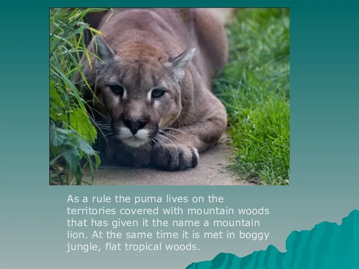 As a rule the puma lives on the territories covered with