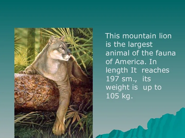 This mountain lion is the largest animal of the fauna of