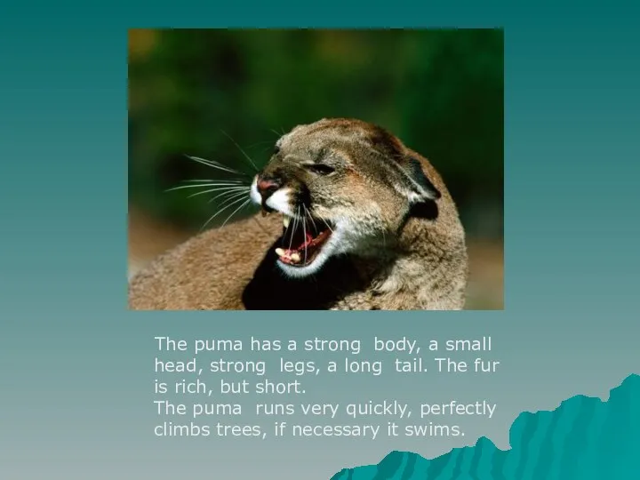 The puma has a strong body, a small head, strong legs,