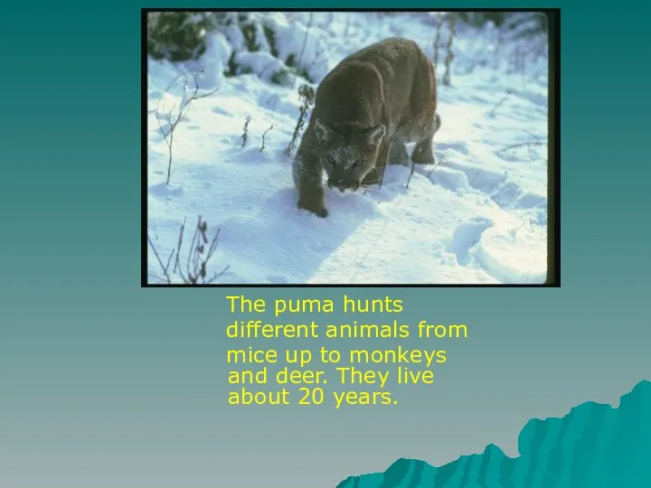 The puma hunts different animals from mice up to monkeys and