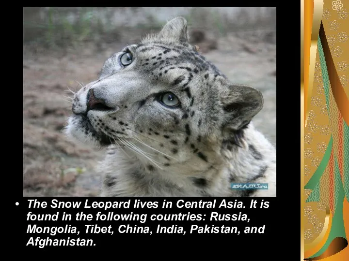 The Snow Leopard lives in Central Asia. It is found in