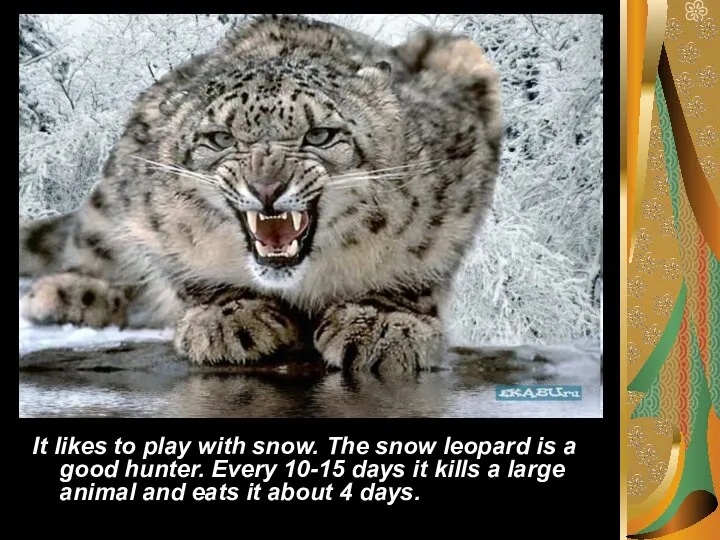 It likes to play with snow. The snow leopard is a