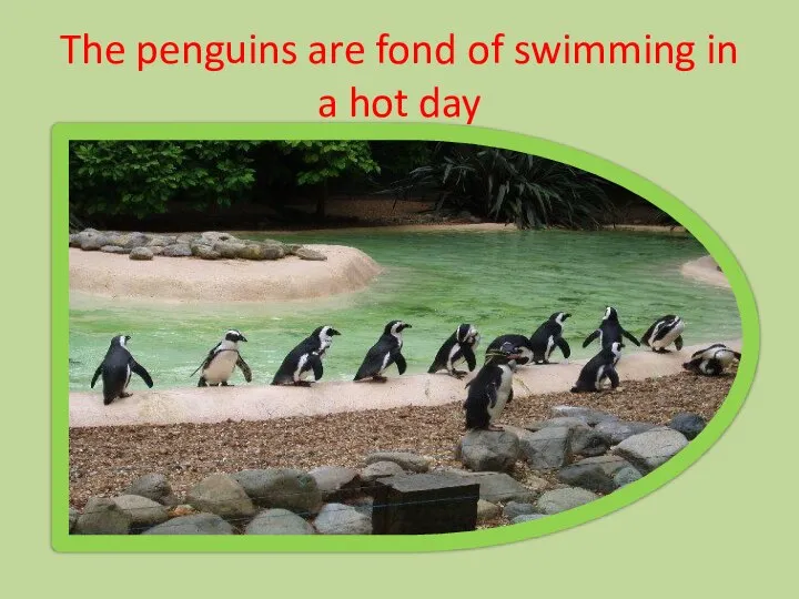 The penguins are fond of swimming in a hot day