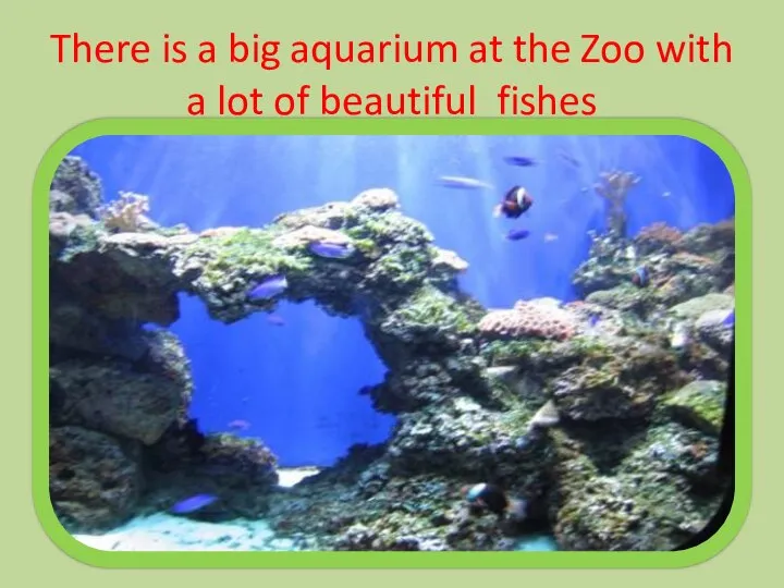 There is a big aquarium at the Zoo with a lot of beautiful fishes