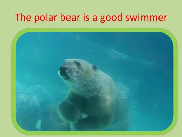 The polar bear is a good swimmer