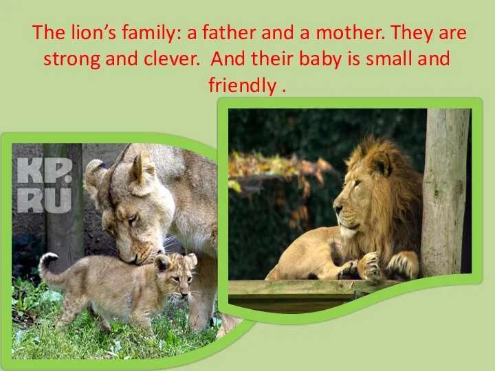 The lion’s family: a father and a mother. They are strong