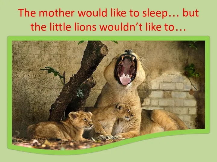 The mother would like to sleep… but the little lions wouldn’t like to…