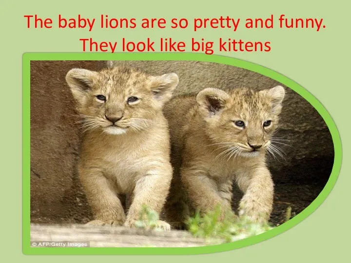 The baby lions are so pretty and funny. They look like big kittens