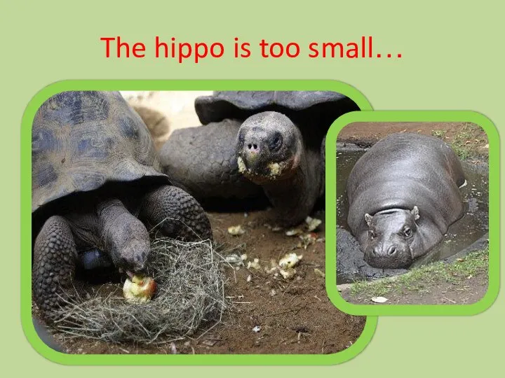 The hippo is too small…