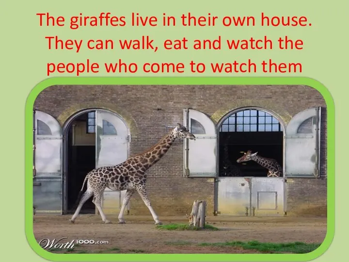 The giraffes live in their own house. They can walk, eat