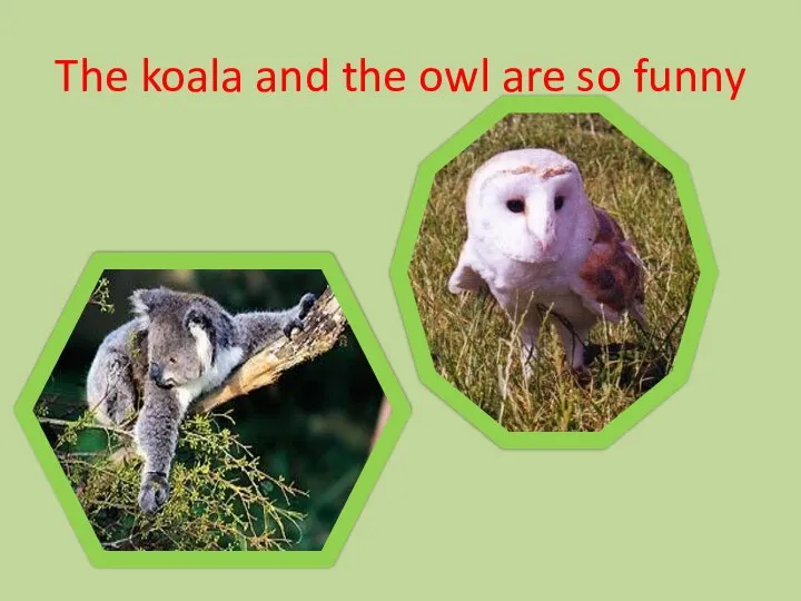 The koala and the owl are so funny