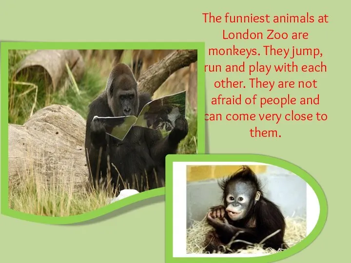 The funniest animals at London Zoo are monkeys. They jump, run