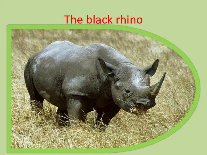 The black rhino