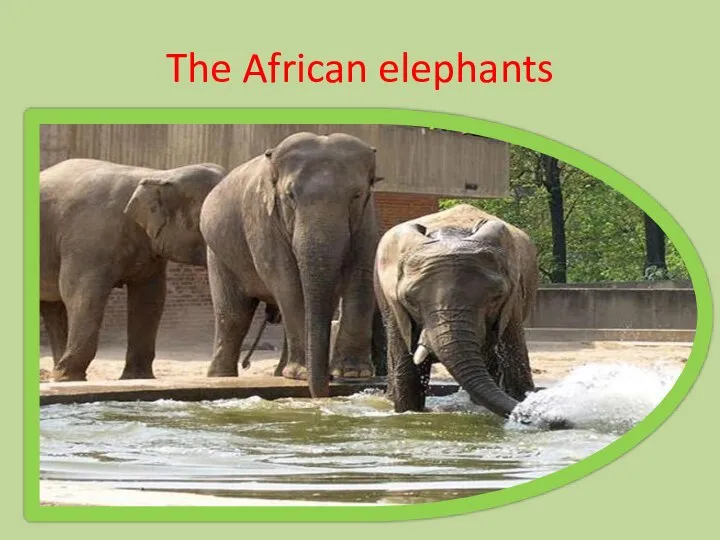 The African elephants