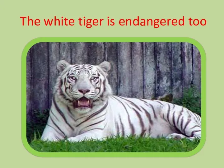 The white tiger is endangered too