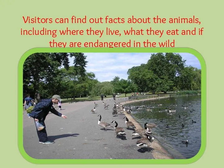 Visitors can find out facts about the animals, including where they