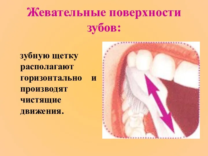 Жевательные поверхности зубов: зубную щетку располагают горизонтально и производят чистящие движения.