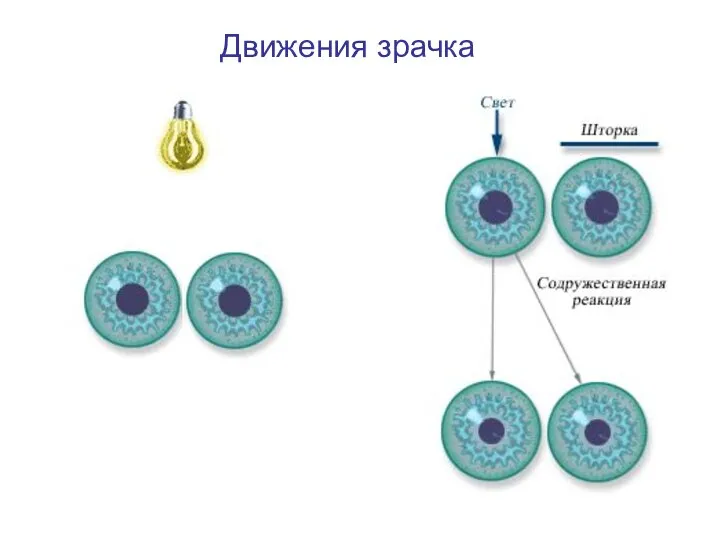 Движения зрачка