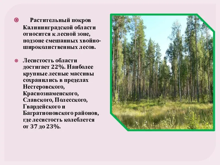 Растительный покров Калининградской области относится к лесной зоне, подзоне смешанных хвойно-широколиственных