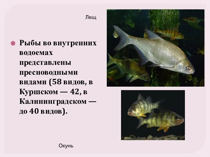 Рыбы во внутренних водоемах представлены пресноводными видами (58 видов, в Куршском