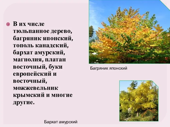 В их числе тюльпанное дерево, багряник японский, тополь канадский, бархат амурский,