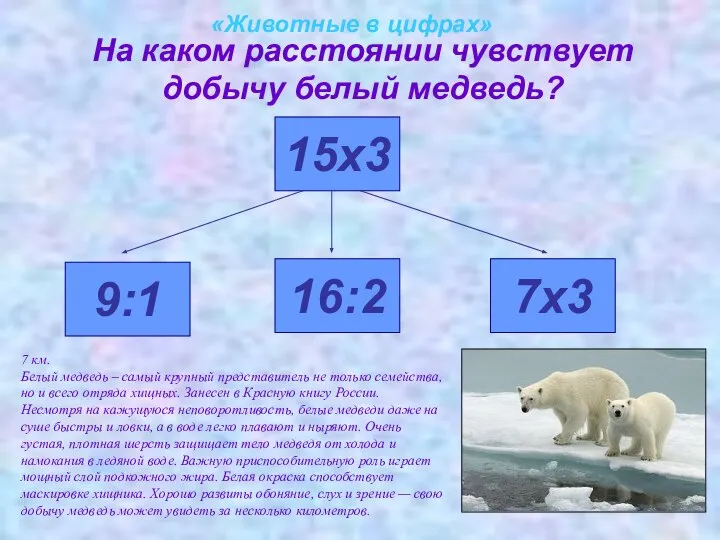 «Животные в цифрах» На каком расстоянии чувствует добычу белый медведь? 15х3