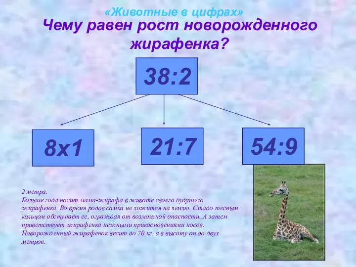 «Животные в цифрах» Чему равен рост новорожденного жирафенка? 8х1 38:2 21:7