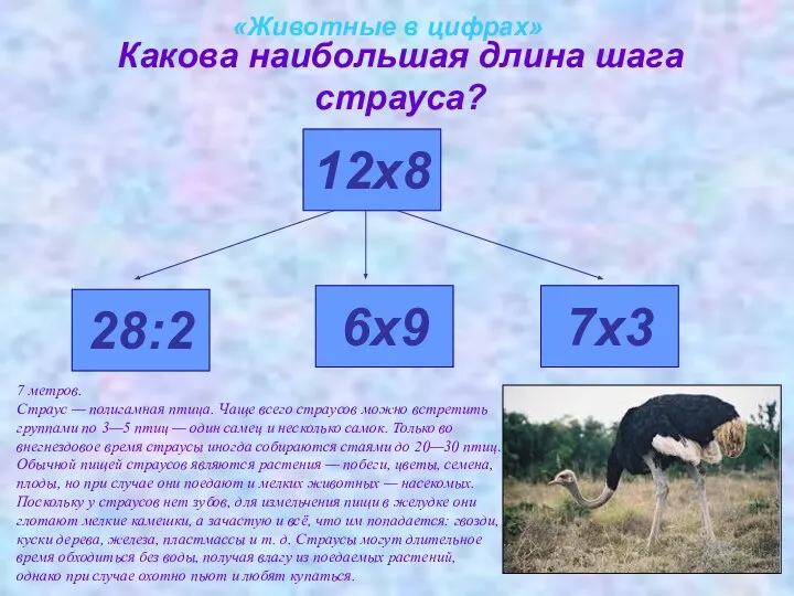 «Животные в цифрах» Какова наибольшая длина шага страуса? 28:2 12х8 6х9